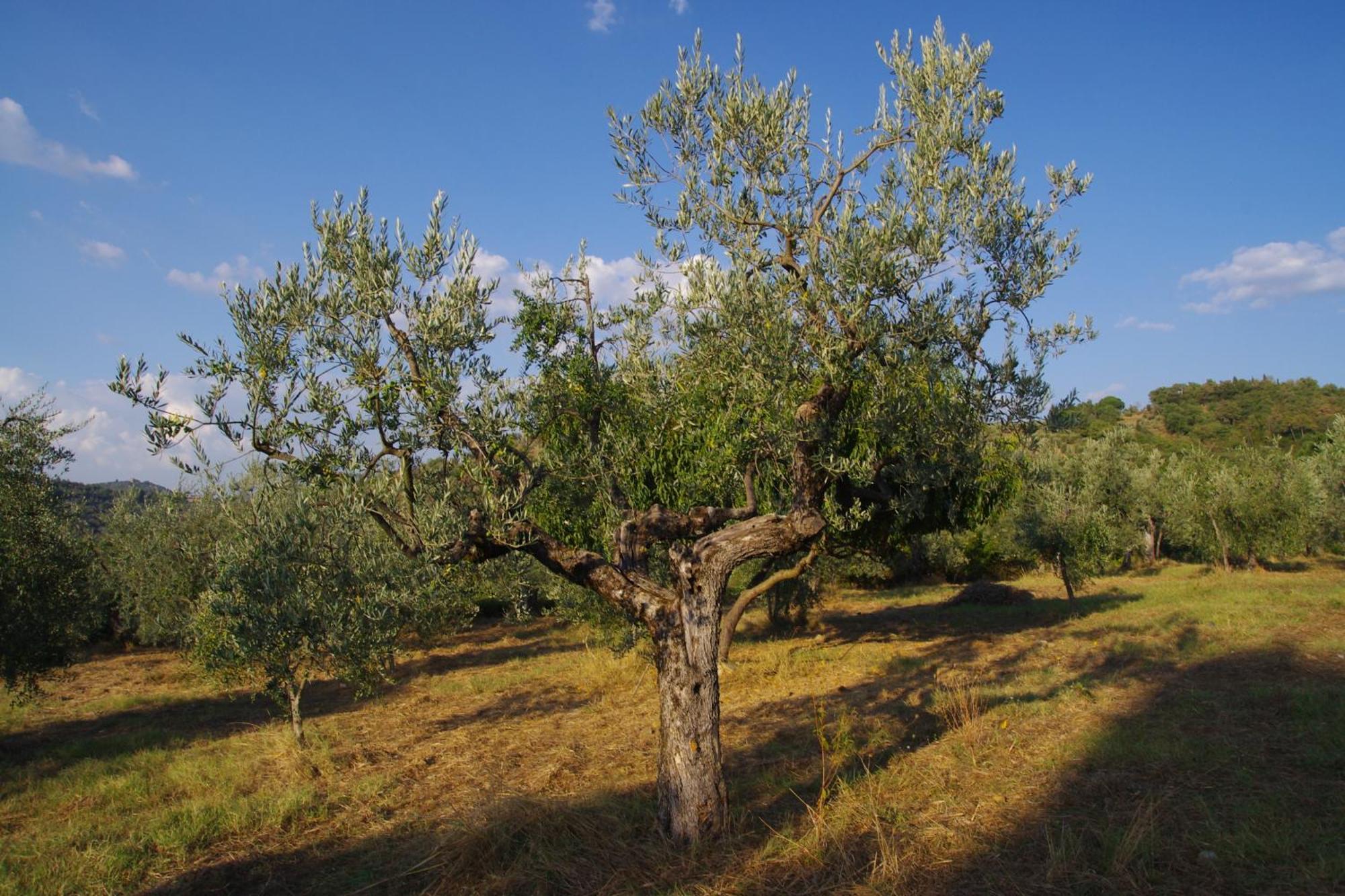 스트라다 Mezzano In Chianti 아파트 호텔 외부 사진